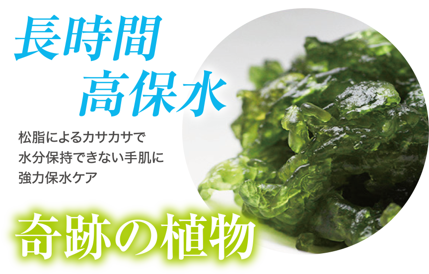 長時間高保水・松脂によるカサカサで水分保持できない手肌に強力保水ケア、奇跡の植物